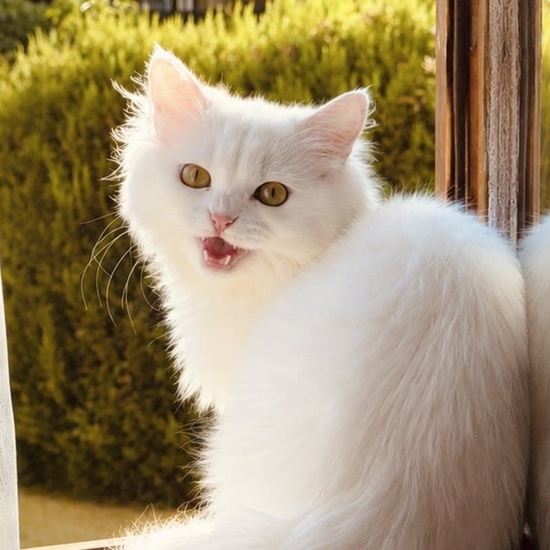Kira, a white long-haired cat, sitting in a sunny window
